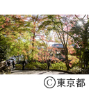 深大寺の紅葉