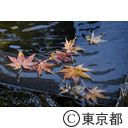 深大寺の紅葉