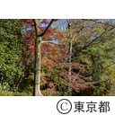 深大寺の紅葉