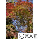 深大寺の紅葉