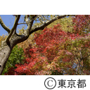 深大寺の紅葉