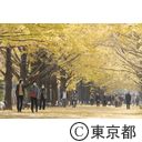 昭和記念公園の紅葉