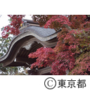 高幡不動尊の紅葉