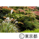 庭園美術館の紅葉