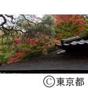 庭園美術館の紅葉