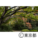 庭園美術館の紅葉