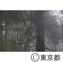 霧の高尾山