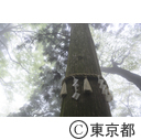 霧の高尾山