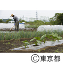 農場で作業する研修生