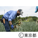 玉ねぎの収穫をする研修生