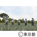 玉ねぎの収穫をする研修生