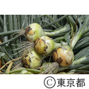 農場で収穫された玉ねぎ