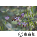 中野区立哲学堂