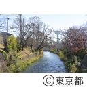 玉川上水紅葉ウォーキング