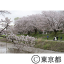 高尾陵南公園の桜