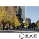 東京駅行幸通りの紅葉