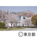 お台場の桜