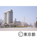 お台場の桜