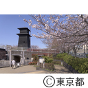 新川千本桜
