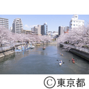 江東区 大横川の桜