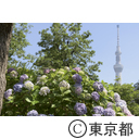大横川親水公園の紫陽花
