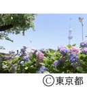 浅草の紫陽花