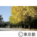 光が丘公園の紅葉