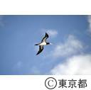 小笠原（父島：11/27~12/2）