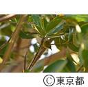 小笠原（父島：11/27~12/2）