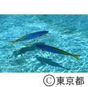 小笠原（父島：11/27~12/2）
