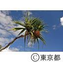 小笠原（父島：11/27~12/2）