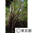 小笠原（父島：11/27~12/2）