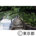 門前仲町の遊歩道