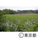 上野公園の蓮池
