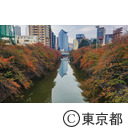 目黒川の紅葉