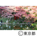 小石川後楽園の紅葉