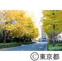 庭園美術館西交差点付近のイチョウ