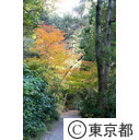 国立科学博物館附属自然教育園の紅葉