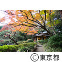 東京都庭園美術館日本庭園の紅葉