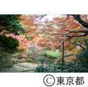 東京都庭園美術館日本庭園の紅葉