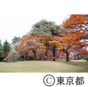 殿ヶ谷戸庭園の紅葉