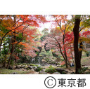 殿ヶ谷戸庭園の紅葉