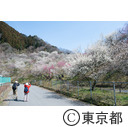 高尾梅郷（木下沢梅林）