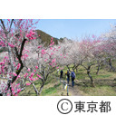 高尾梅郷（木下沢梅林）