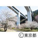 高尾梅郷（高尾梅の郷まちの広場）