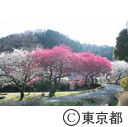 高尾梅郷遊歩道