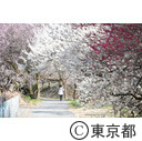 高尾梅郷遊歩道