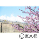 狭山公園の河津桜