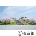 都立舎人公園の桜