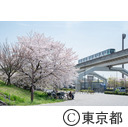 都立舎人公園の桜と日暮里舎人ライナー